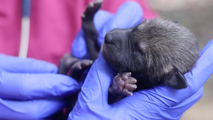 Watch: Pups of world’s most endangered wolf species born at Tennessee zoo